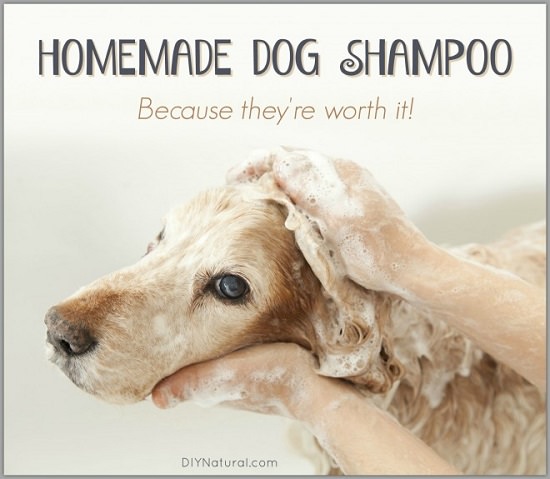 DIY Dog Shampoo Recipes 11