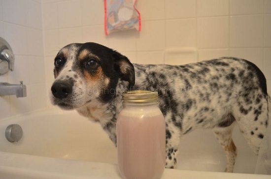DIY Dog Shampoo Recipes 12