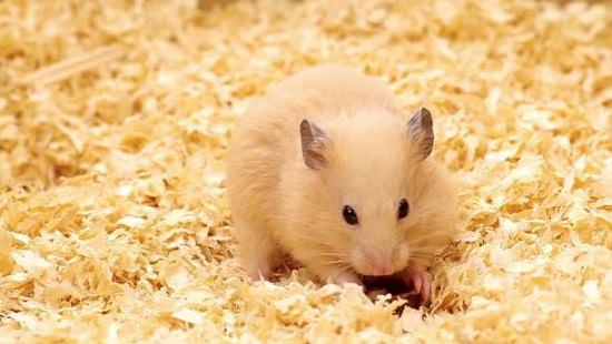 How to Get Rid Of Mice with Kitty Litter3