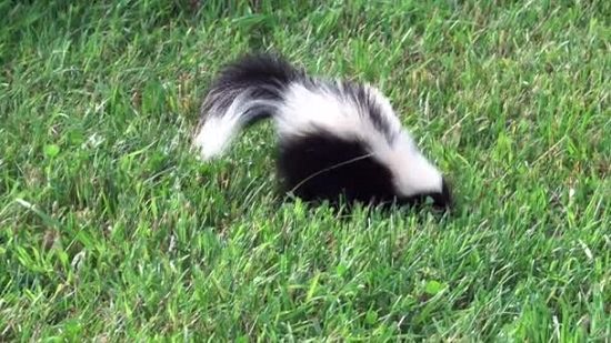 How to Get Rid of Skunks With Chocolate1