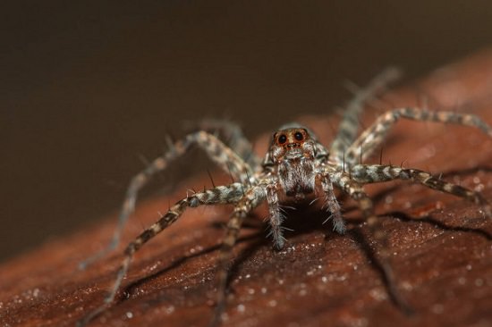 Does White Vinegar Kill Spiders1
