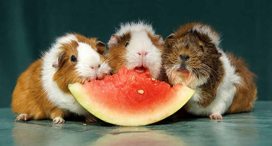 Can Guinea Pigs Eat Watermelon1