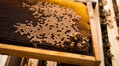 Does Beeswax Go Bad3