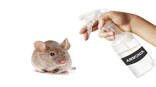 Does Boric Acid Kill Mice3