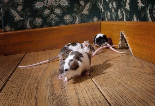 Rat Infestation: Prevent At All Costs!