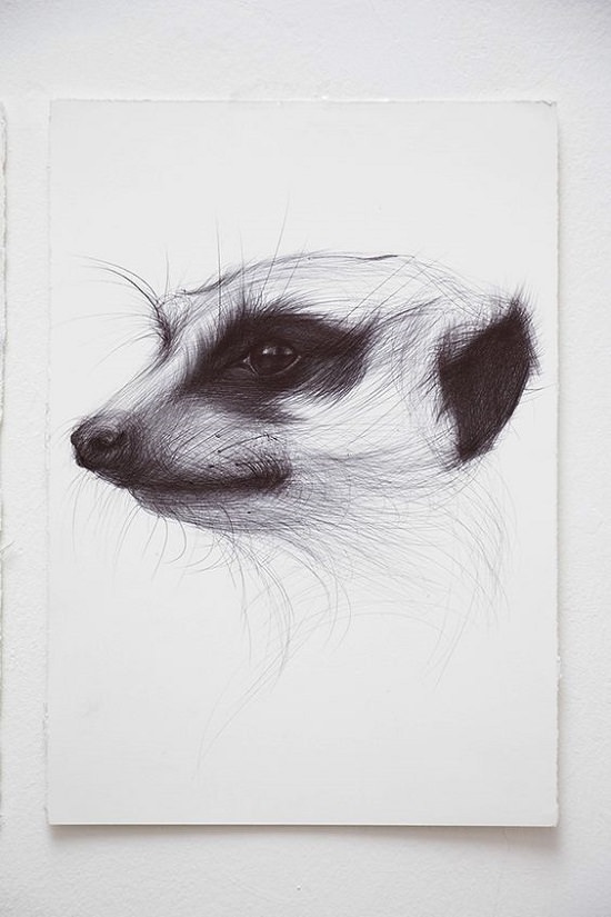 A Raccoon Portrait