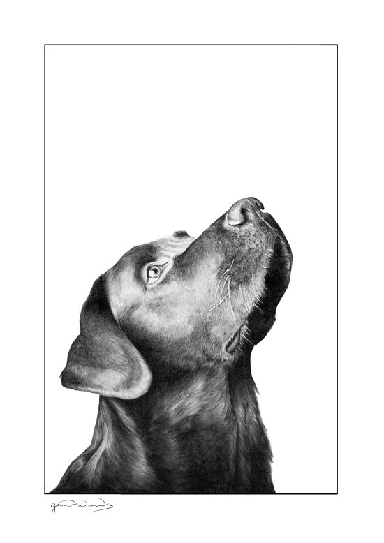 Hyper-Realistic Dog Portrait
